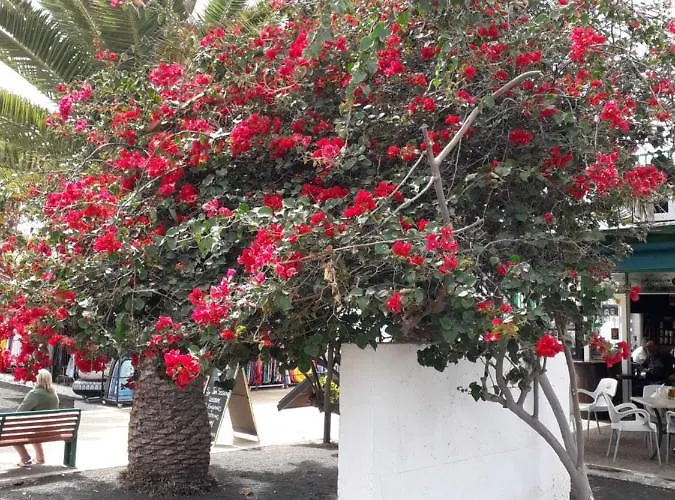 公寓 Sunny Self-catering Costa Teguise, Lanzarote, Spain